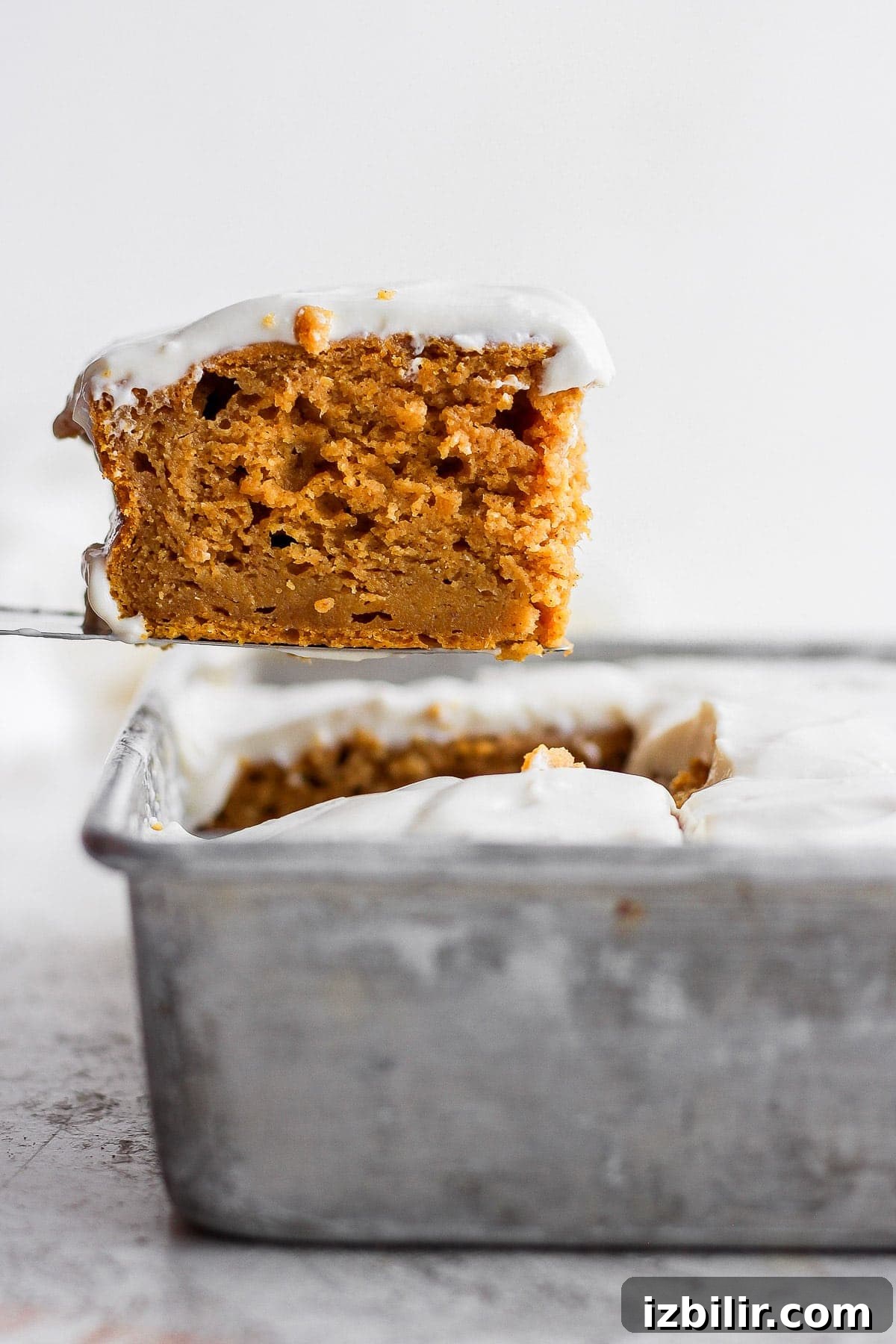 Slice of pumpkin sheet cake slice of pumpkin sheet cake coming out of the pan