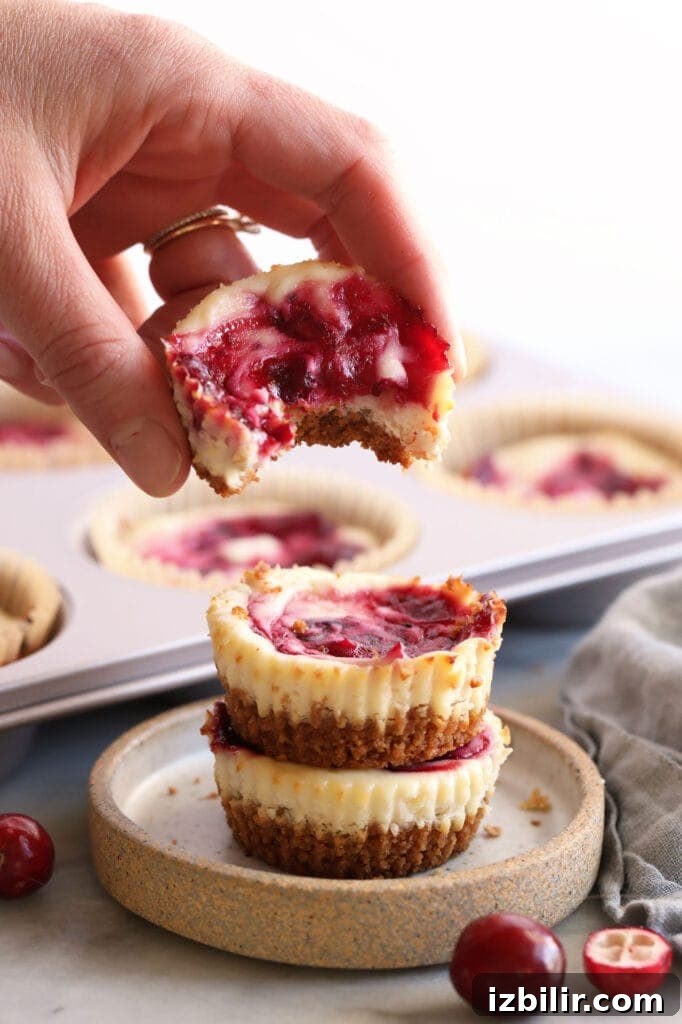 Mini Cranberry Swirl Greek Yogurt Cheesecake Bites Recipe 7 A cranberry cheesecake bite in someone's hand.