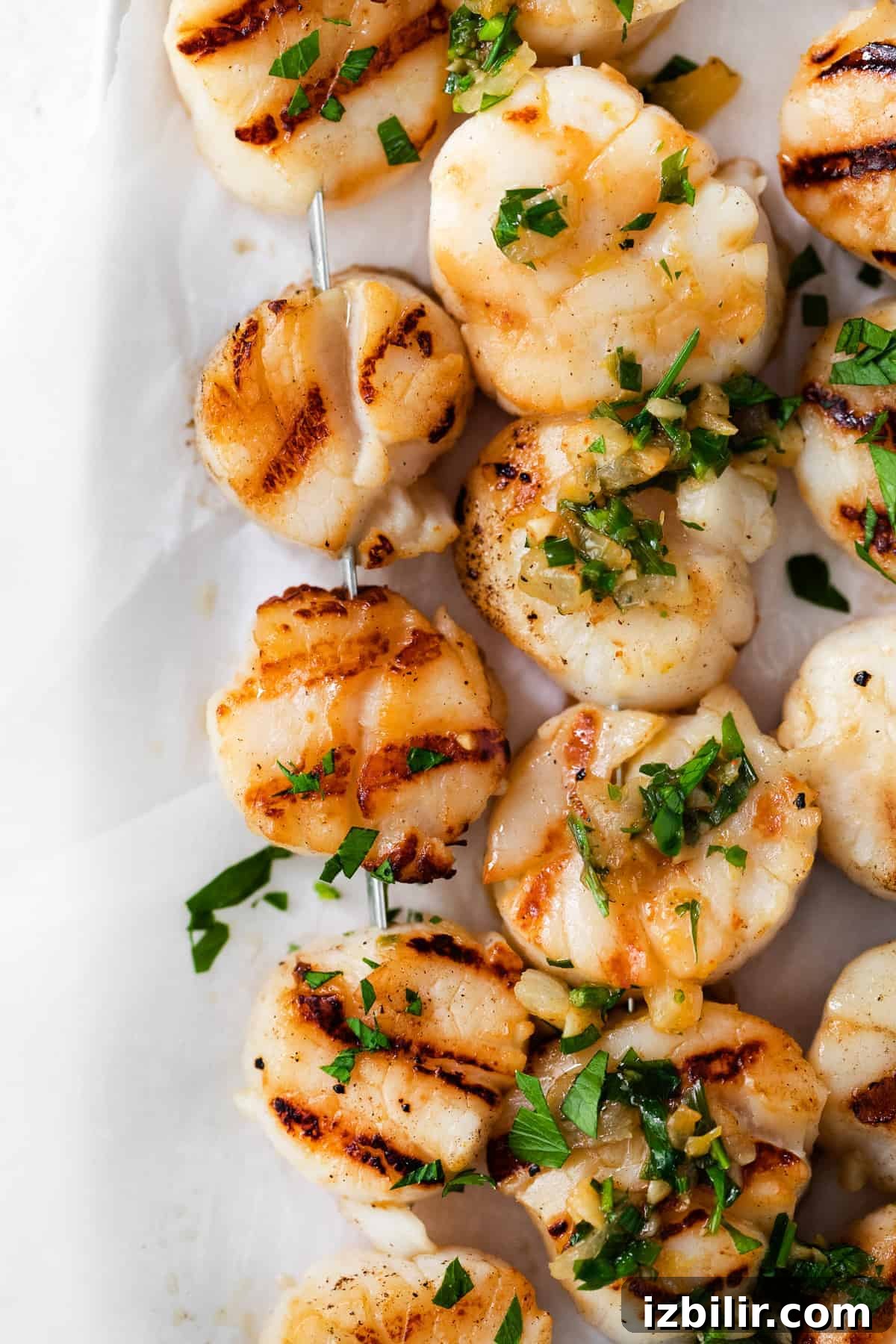 Grilled Scallops with Herbed White Wine Sauce 9 Plated scallops with herbs