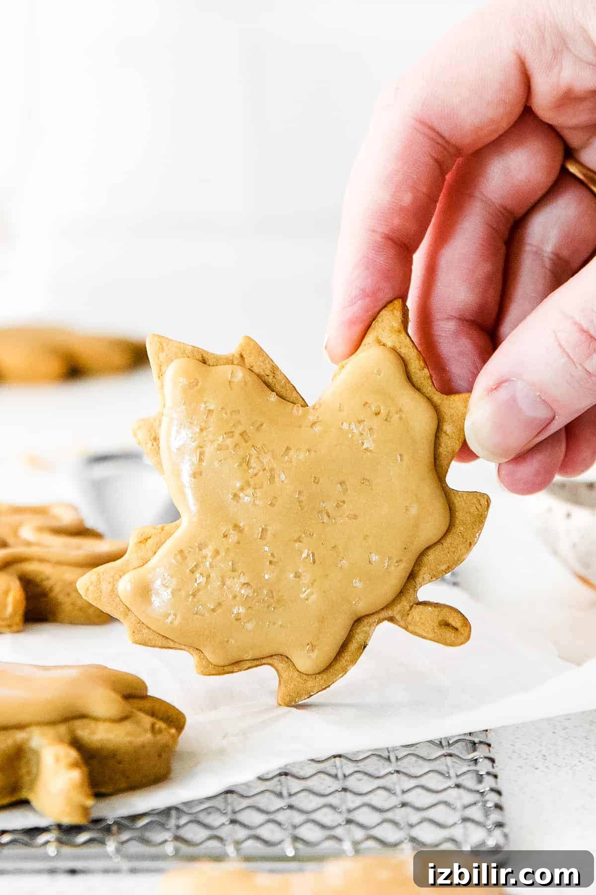 Maple Sugar Cookies hand holding sugar cookie