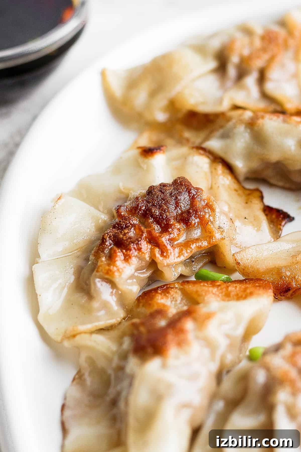 served pork dumplings pan fried pork dumpling on a plate