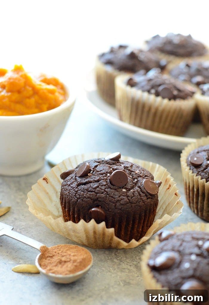 Chocolate pumpkin muffin with chocolate chips Chocolate pumpkin muffin with chocolate chips
