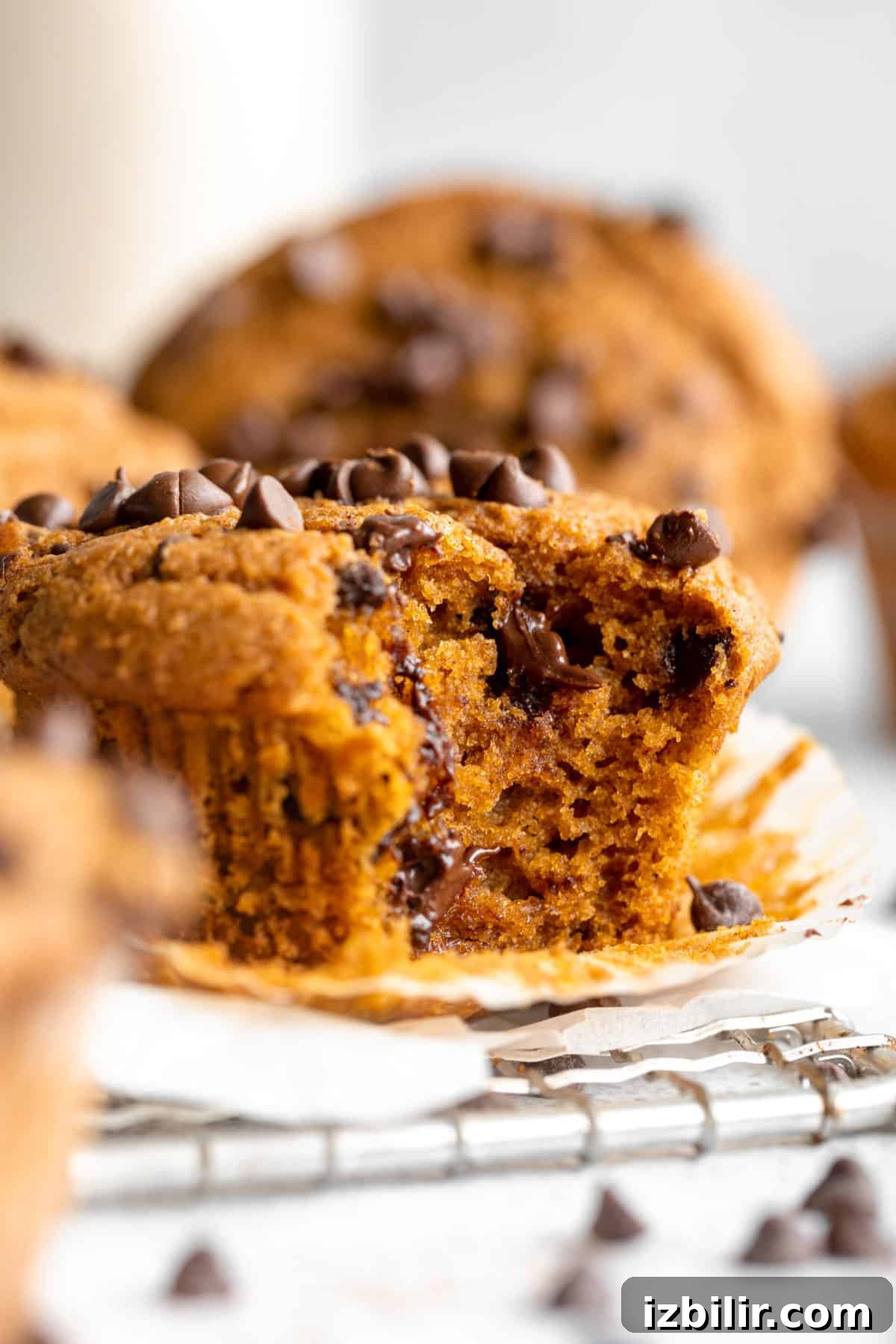 Classic Pumpkin Muffins Recipe with Warm Fall Spices 10 Pumpkin chocolate chip muffins on a cooling rack.