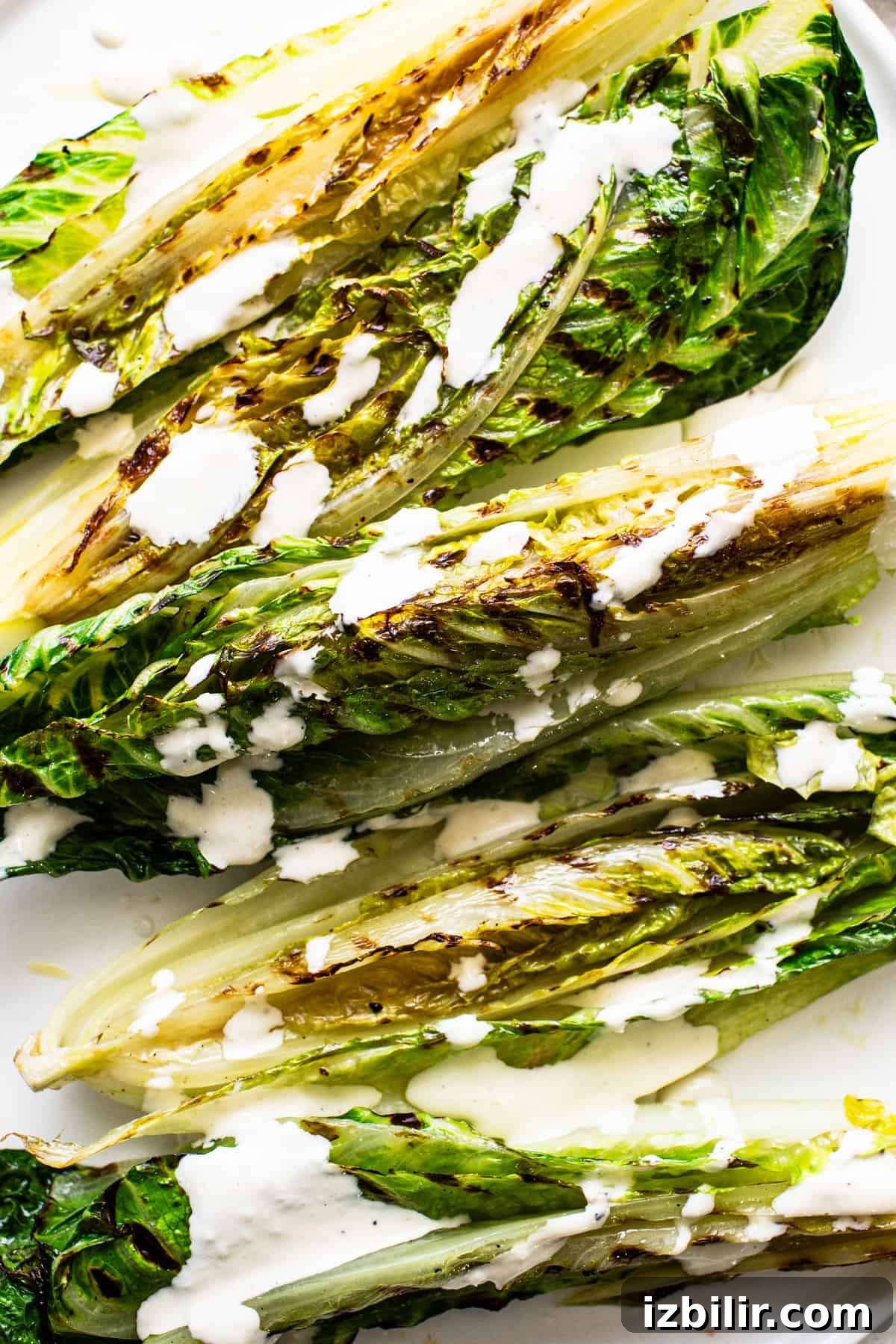 Grilled romaine lettuce with a drizzle of creamy dressing on a white surface.