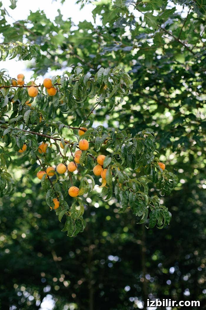 Illinois Peach Harvest: Seasonal Recipes to Try Now 3 Fit Foodie Travels: Peach Harvest in IL + Seasonal Recipes to Make Right Now!