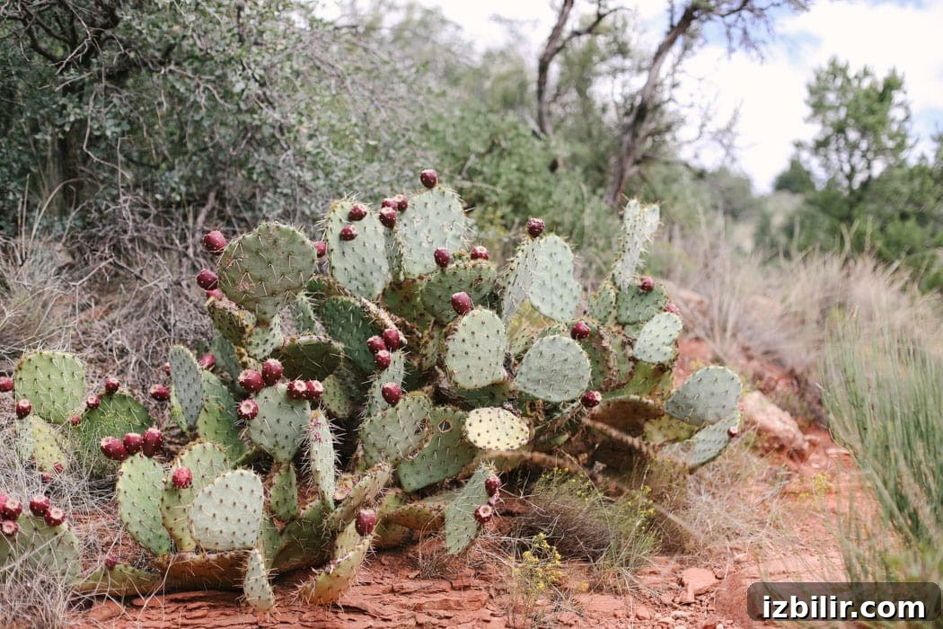 Fit Foodie Travels: Surprise Trip to a Culinary Paradise 10 Read all about the surprise trip we took to Sedona, AZ! In this post I chat about where we stayed, what we hiked, and what we ate in and near Sedona, Arizona.