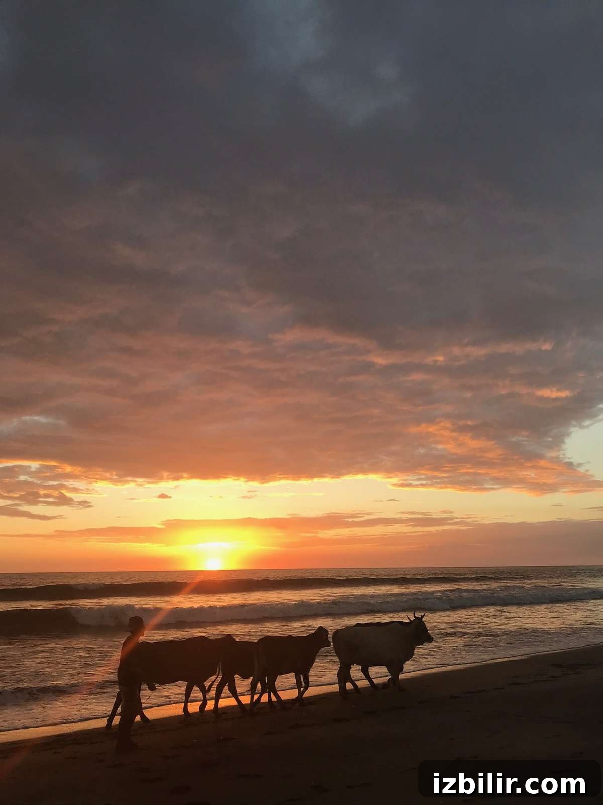 Head to Nicaragua for a surf and yoga retreat! Cows on a beach.