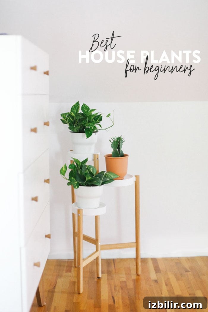 Over the last 3 years, I've grown into a major plant lady. Plants bring me so much happiness and joy and bring life to my home. Not to mention, plants are so good for the air quality in your home and I truly believe they can make your mood better. Check out this post where I share the best indoor plants for beginners. Best house plants for beginners