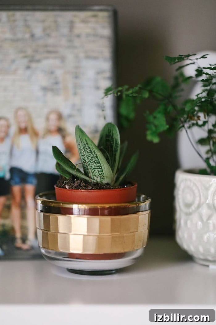 Looking to buy your first indoor plant? Succulents are your girls! They are not only gorgeous but SO EASY TO KEEP ALIVE or should I say not kill? There are also a wide variety of succulent types. Succulents don't require a lot of water at all, but they do love bright light. If your succulent begins to grow vertically, then you know it needs more light. Learn how to take care of a wide variety of succulents HERE. succulents