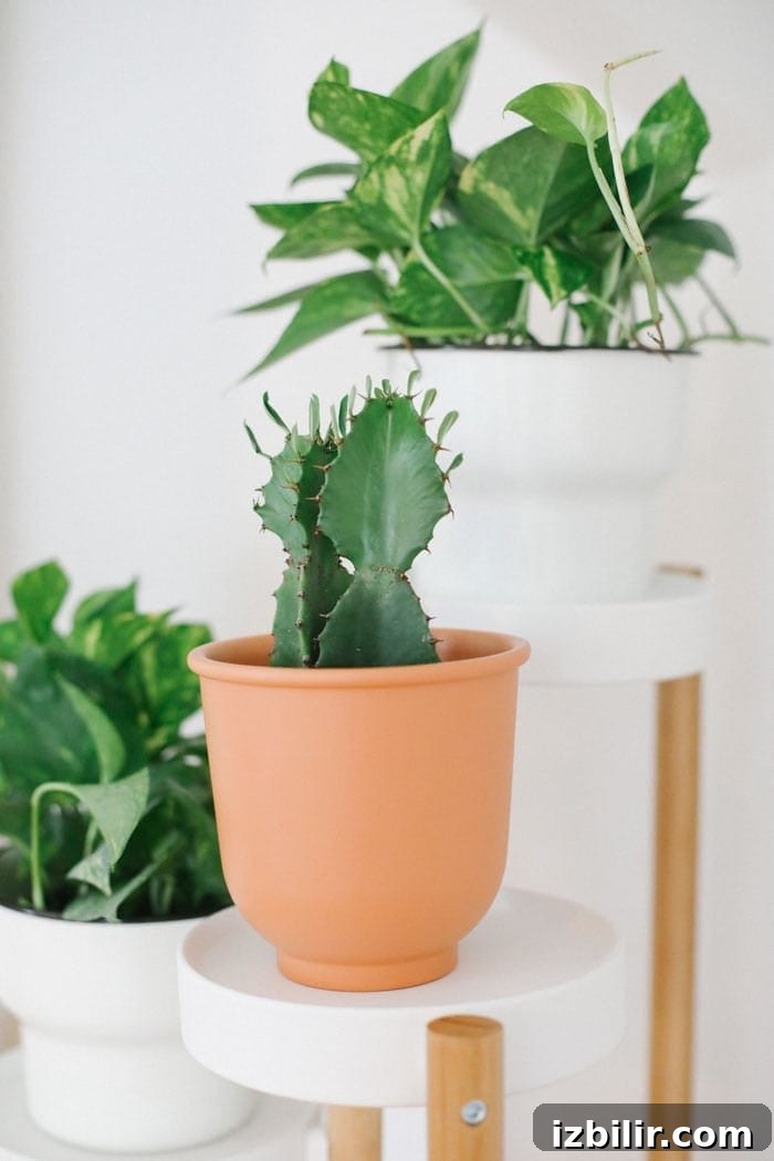 Behind succulents, cacti are great self-sufficient houseplants for beginners! They need very little water and attention and they're darn cute and trendy. Read how to take care of cacti HERE. Cacti