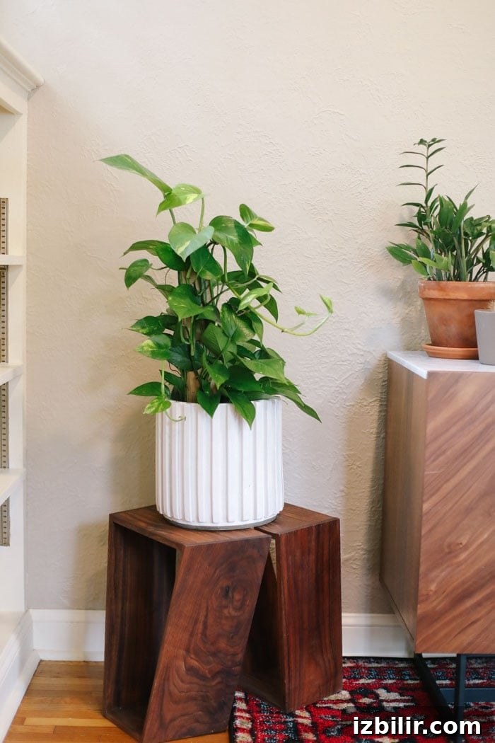 These vine-y, leafy beauties are such great indoor plants to add some color and texture to any room. Pathos are a hearty plant that just about anyone can take care of. If they're happy, they'll grow and grow and grow! Pro tip: try cutting off a few of the stems when they get too long. Transfer them into a glass of water and let them grow roots in the water. Once they grow roots, transfer them to soil and BAM, you've got another pathos plant! HERE is how to take care of your pathos. Pathos Plant