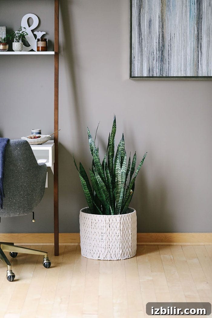 The snake plant is so great for purifying (converts CO2 to O2 at night) the air and greening up your space. Their large vertical leaves are quite gorgeous and it's also funny that they're called the mother in-law's tongue because they're sharp like a dagger. This plant doesn't need a ton of water or light to survive. Read about the snake plant HERE. snake plant