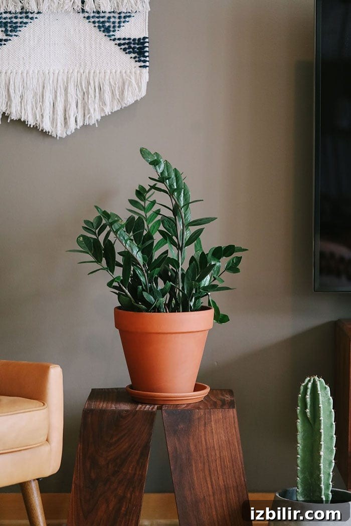 The zz plant is such a fun plant that loves lots of light. These plants like to be watered 2 times(ish) per month (or when the soil has completely dried out) and are pretty hearty and hard to kill. Make sure to not over water your zz plant or you will risk killing it. Learn more about the zz plant HERE. zz plant