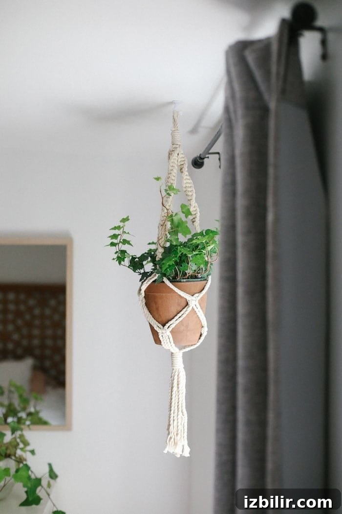 Ivy is one of my favorite kinds of indoor plants because of their drapey leaves and endurance. They need bright light and like when their soil dries out in between waterings. Be careful not to overwater and read up HERE on Ivy care. Ivy