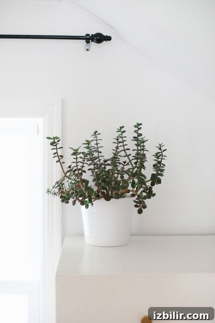 This jade plant was literally my first ever plant I bought 3 years ago. GUYS, it's still alive and I even bought it from Ikea! It's done great in low light with very little water. I've also moved it around my house quite a bit and it's pretty fickle, which is fantastic. Learn more about Jade plant care HERE. Jade Plant