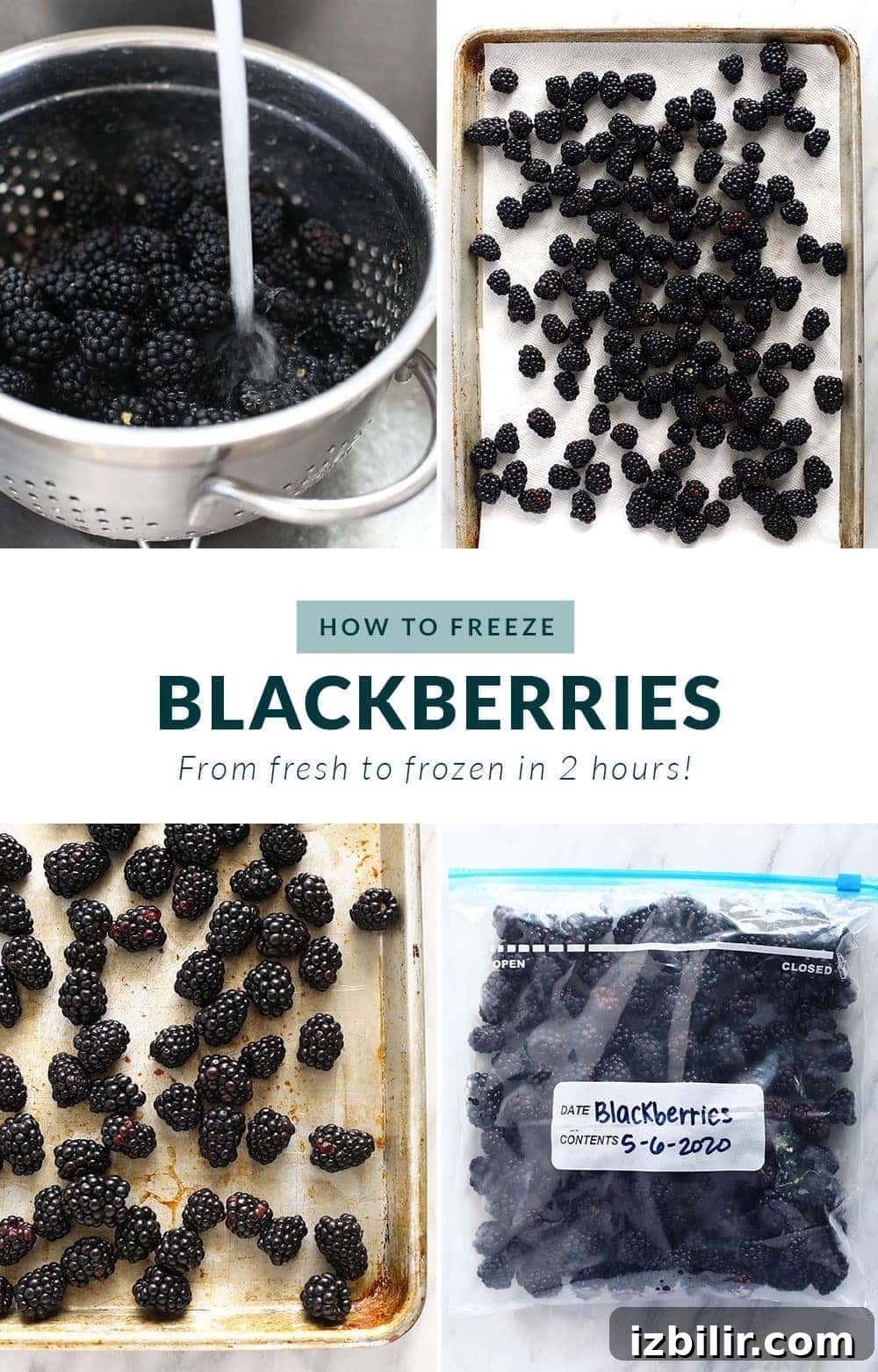 how to freeze blackberries step by step