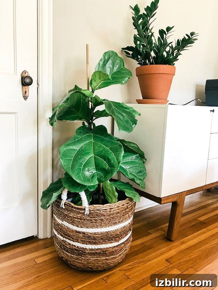 Buy a plant on Amazon! Fiddle Leaf Fig trees are super affordable online. Do it now! fiddle leaf fig