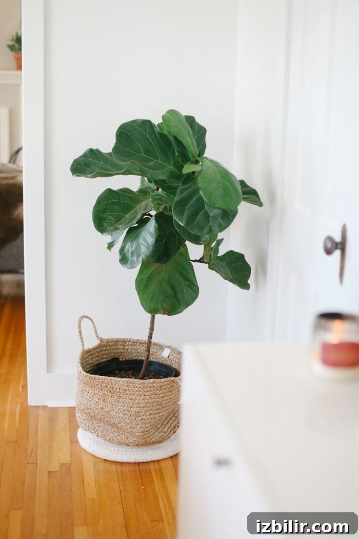 Planter