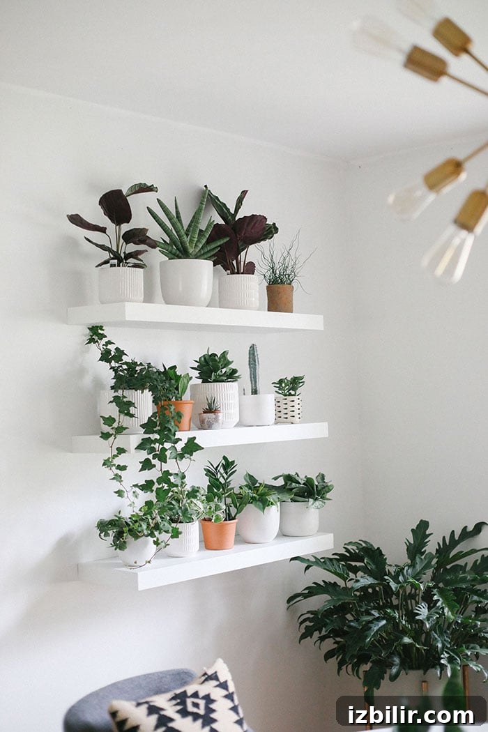 Build a Stunning Indoor Living Plant Wall 3 Plant Wall