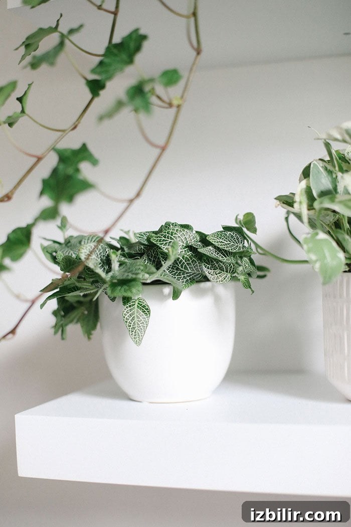 Build a Stunning Indoor Living Plant Wall 4 Plant