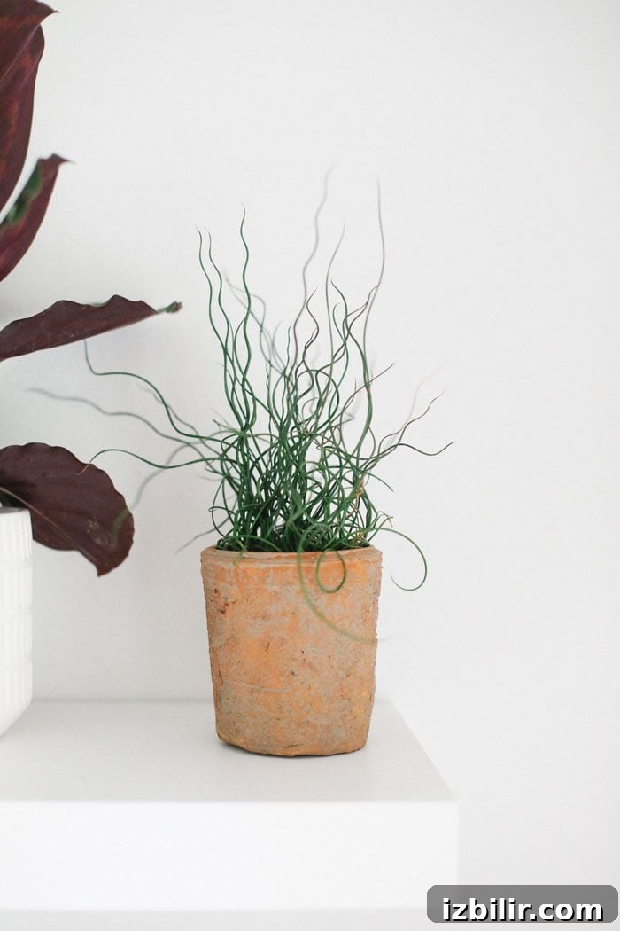 Build a Stunning Indoor Living Plant Wall 5 Cork Screw Rush
