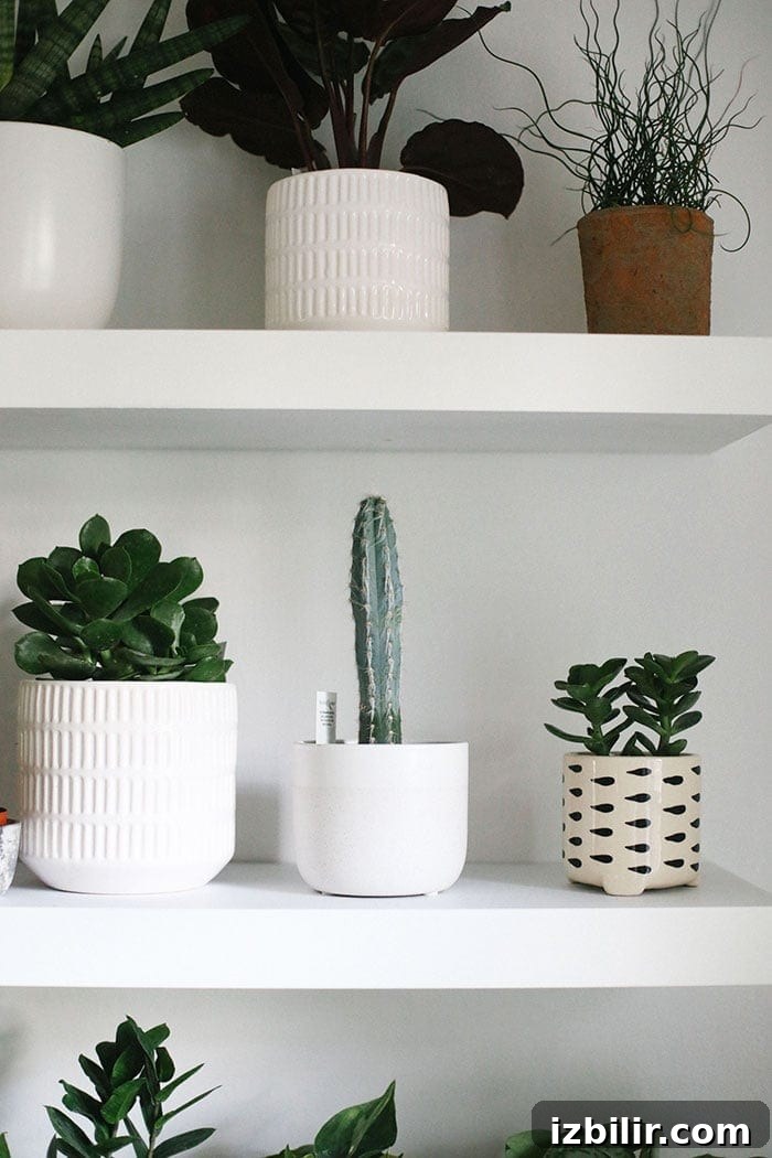 Build a Stunning Indoor Living Plant Wall 6 Cacti
