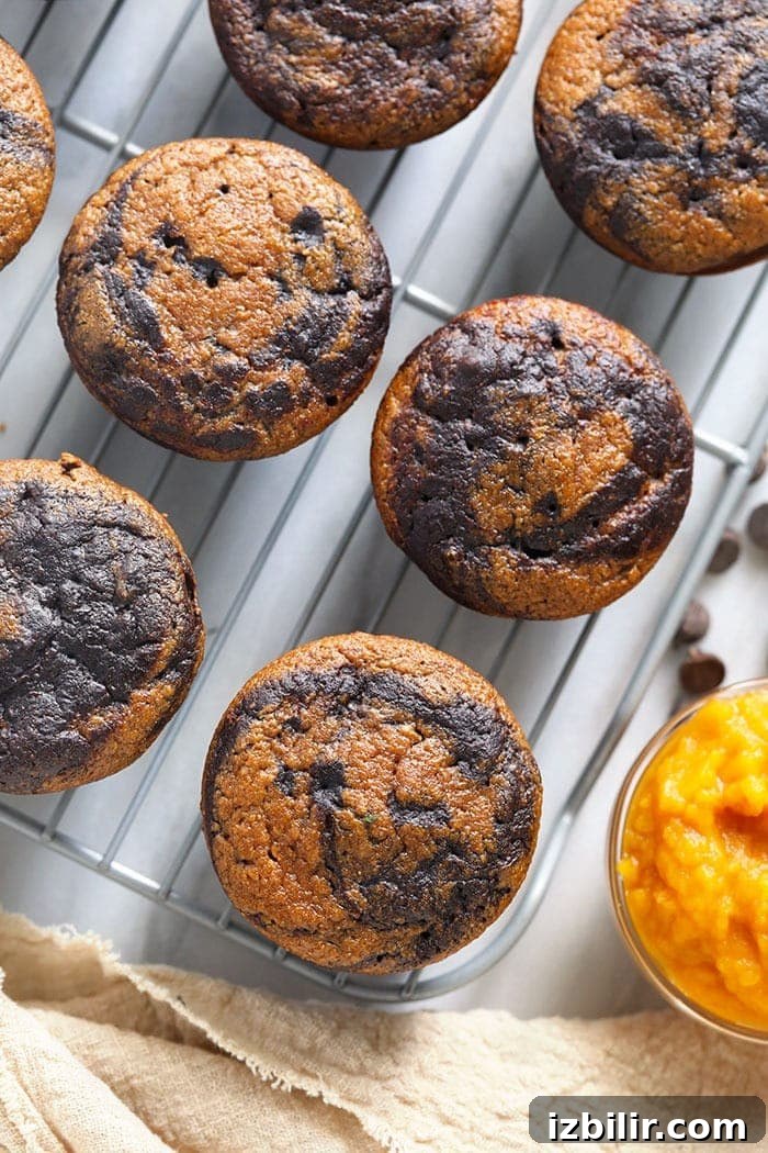 A stack of chocolate pumpkin zucchini muffins chocolate pumpkin zucchini muffins on a cooling rack