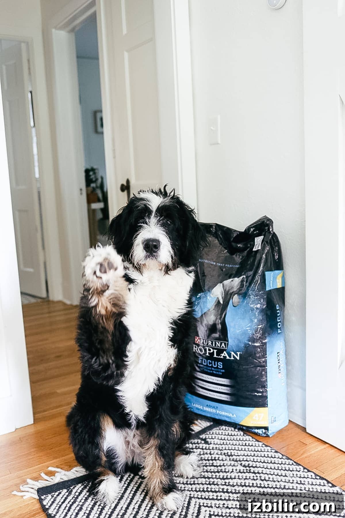 Dog Food: How to Choose the Right Option for Your Pet 3 Jasper with family
