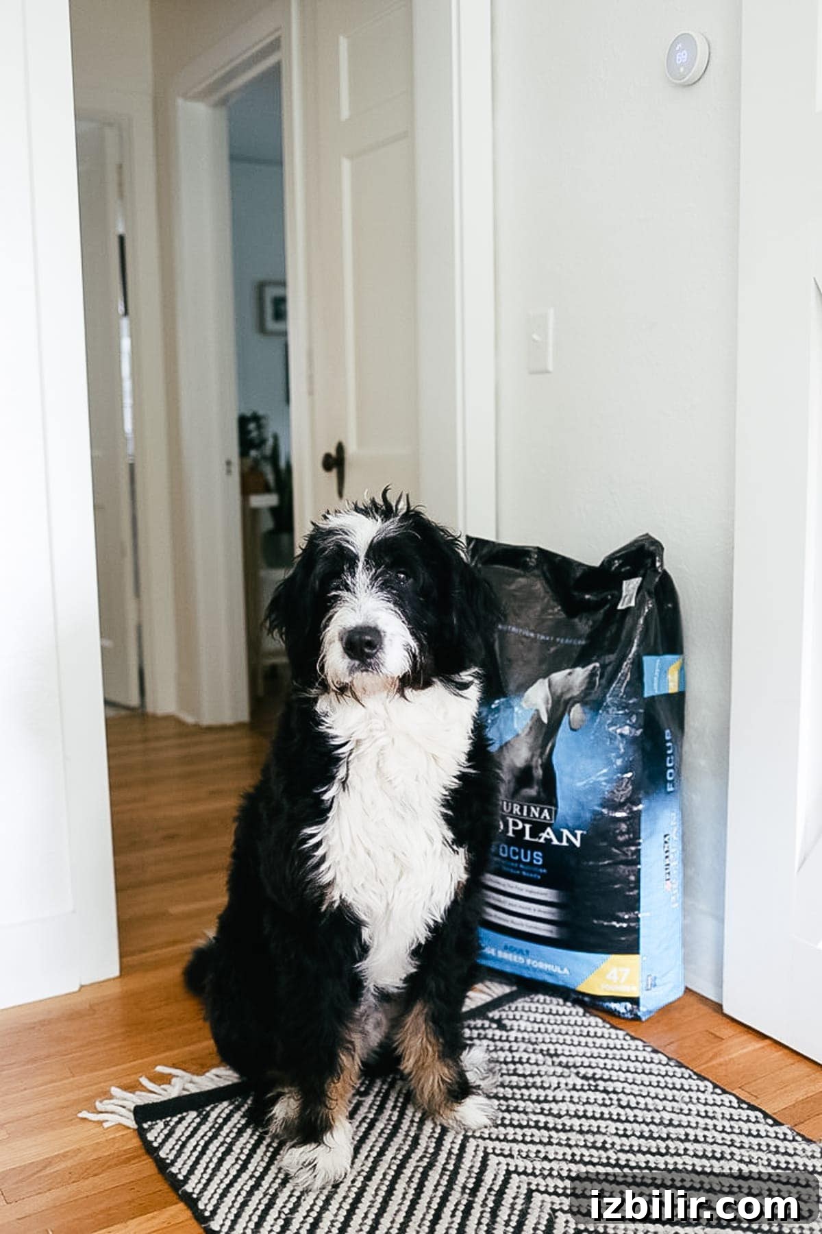 Dog Food: How to Choose the Right Option for Your Pet 4 Puppy food and bowl